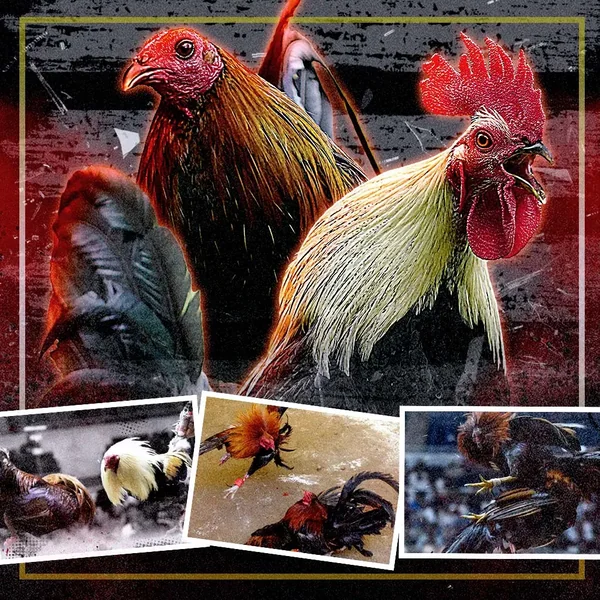 featured image for peso63 online sabong page